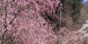 ４／８ 桜の開花状況