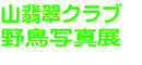 【清水屋】山翡翠クラブ野鳥写真展開催中! 【清水屋】山翡翠クラブ野鳥写真展開催中!