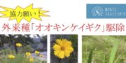 外来種🌼オオキンケイギク🌼駆除