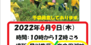 6/9(木)オオキンケイギク駆除作業行います🌼 6/9(木)オオキンケイギク駆除作業行います🌼